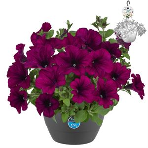 Afbeelding van HP27 Petunia Purple